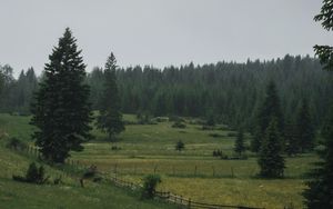 Preview wallpaper field, trees, forest, fence, road, landscape