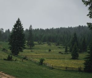 Preview wallpaper field, trees, forest, fence, road, landscape