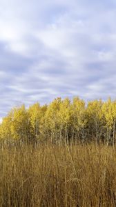 Preview wallpaper field, trees, forest, autumn, landscape, yellow