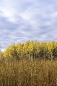 Preview wallpaper field, trees, forest, autumn, landscape, yellow