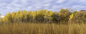 Preview wallpaper field, trees, forest, autumn, landscape, yellow