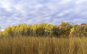 Preview wallpaper field, trees, forest, autumn, landscape, yellow