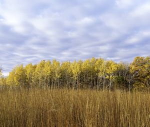 Preview wallpaper field, trees, forest, autumn, landscape, yellow