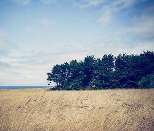 Preview wallpaper field, trees, grass