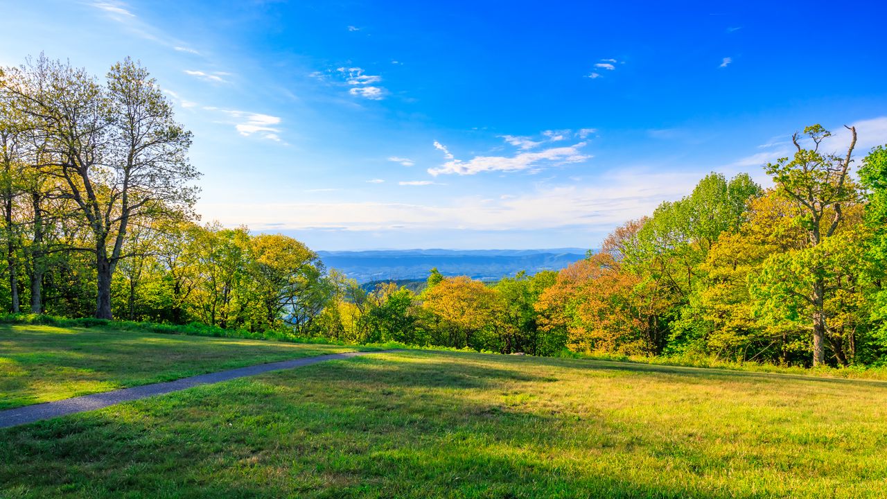 Wallpaper field, trees, grass, sky, forest, nature