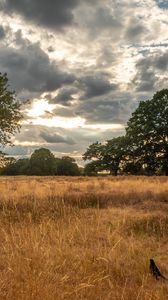 Preview wallpaper field, trees, grass, clouds, savannah, bird, landscape, nature