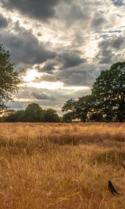 Preview wallpaper field, trees, grass, clouds, savannah, bird, landscape, nature