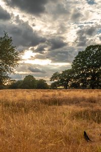 Preview wallpaper field, trees, grass, clouds, savannah, bird, landscape, nature