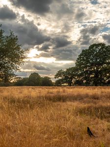 Preview wallpaper field, trees, grass, clouds, savannah, bird, landscape, nature