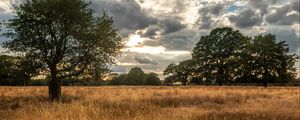 Preview wallpaper field, trees, grass, clouds, savannah, bird, landscape, nature