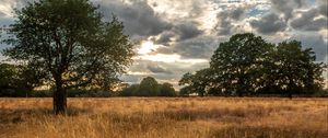 Preview wallpaper field, trees, grass, clouds, savannah, bird, landscape, nature