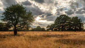 Preview wallpaper field, trees, grass, clouds, savannah, bird, landscape, nature