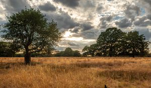 Preview wallpaper field, trees, grass, clouds, savannah, bird, landscape, nature