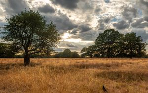 Preview wallpaper field, trees, grass, clouds, savannah, bird, landscape, nature
