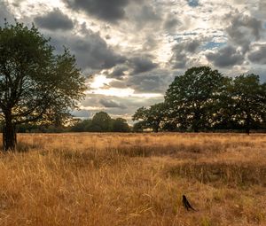 Preview wallpaper field, trees, grass, clouds, savannah, bird, landscape, nature