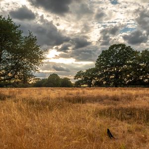 Preview wallpaper field, trees, grass, clouds, savannah, bird, landscape, nature