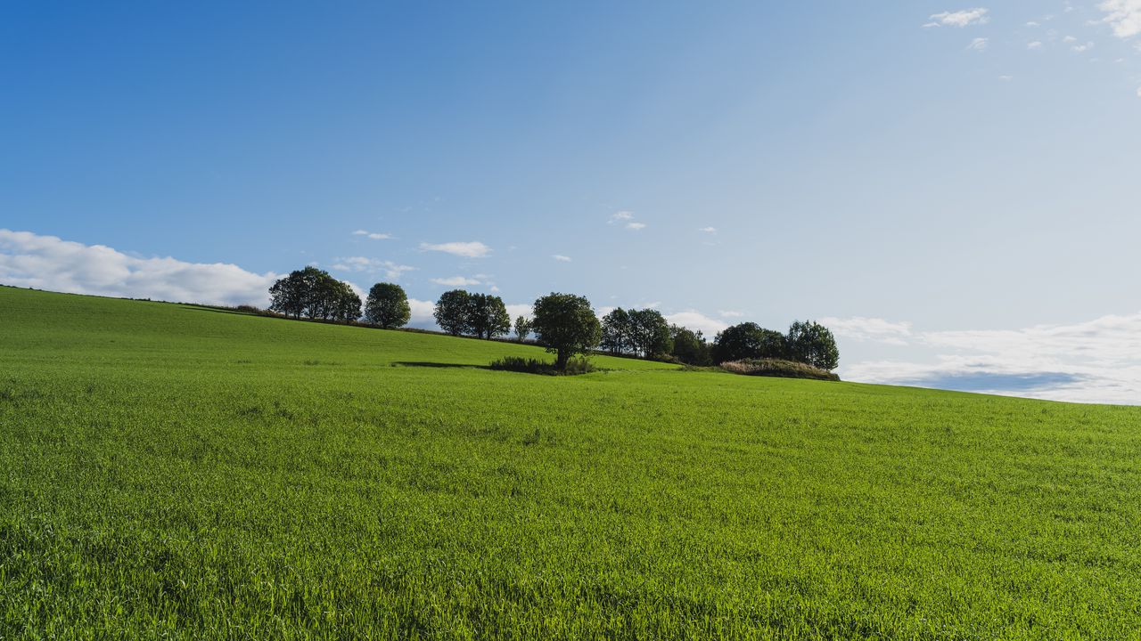 Wallpaper field, trees, grass, nature, green