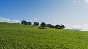 Preview wallpaper field, trees, grass, nature, green