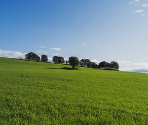 Preview wallpaper field, trees, grass, nature, green