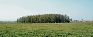 Preview wallpaper field, trees, grass, landscape, green