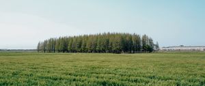 Preview wallpaper field, trees, grass, landscape, green