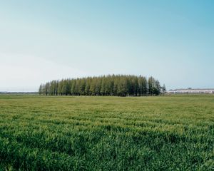 Preview wallpaper field, trees, grass, landscape, green