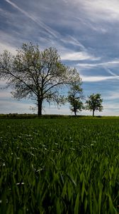 Preview wallpaper field, trees, grass, sky, nature, landscape