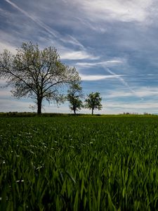 Preview wallpaper field, trees, grass, sky, nature, landscape