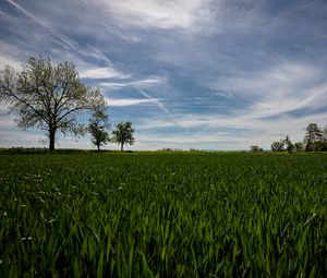 Preview wallpaper field, trees, grass, sky, nature, landscape