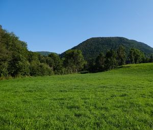 Preview wallpaper field, trees, hills, nature, landscape