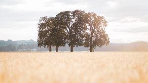 Preview wallpaper field, trees, landscape, sunlight, nature