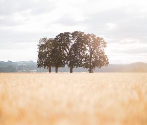 Preview wallpaper field, trees, landscape, sunlight, nature