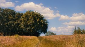 Preview wallpaper field, trees, landscape, nature