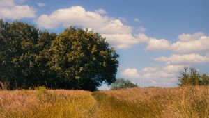 Preview wallpaper field, trees, landscape, nature