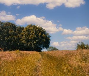 Preview wallpaper field, trees, landscape, nature