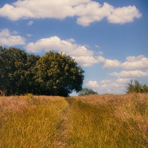 Preview wallpaper field, trees, landscape, nature