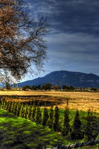 Preview wallpaper field, trees, landscape