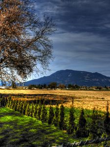 Preview wallpaper field, trees, landscape