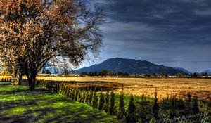 Preview wallpaper field, trees, landscape