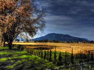 Preview wallpaper field, trees, landscape