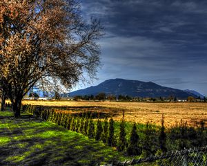 Preview wallpaper field, trees, landscape