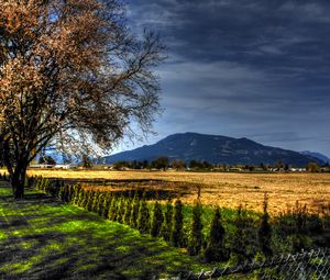 Preview wallpaper field, trees, landscape