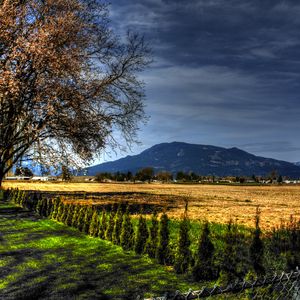 Preview wallpaper field, trees, landscape