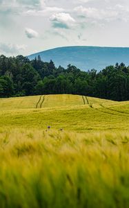 Preview wallpaper field, trees, mountain