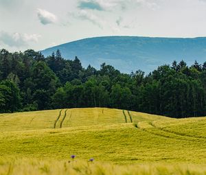 Preview wallpaper field, trees, mountain