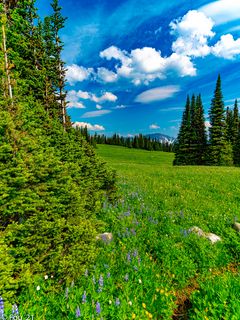 Download wallpaper 240x320 field, trees, mountains, clouds, landscape,  nature old mobile, cell phone, smartphone hd background
