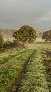 Preview wallpaper field, trees, nature, landscape, green