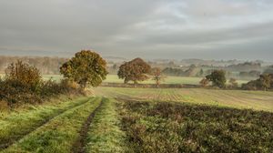 Preview wallpaper field, trees, nature, landscape, green