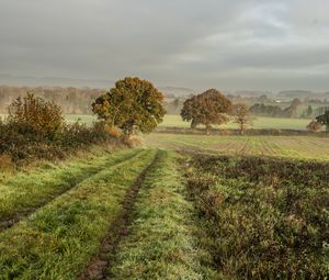 Preview wallpaper field, trees, nature, landscape, green