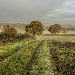 Preview wallpaper field, trees, nature, landscape, green